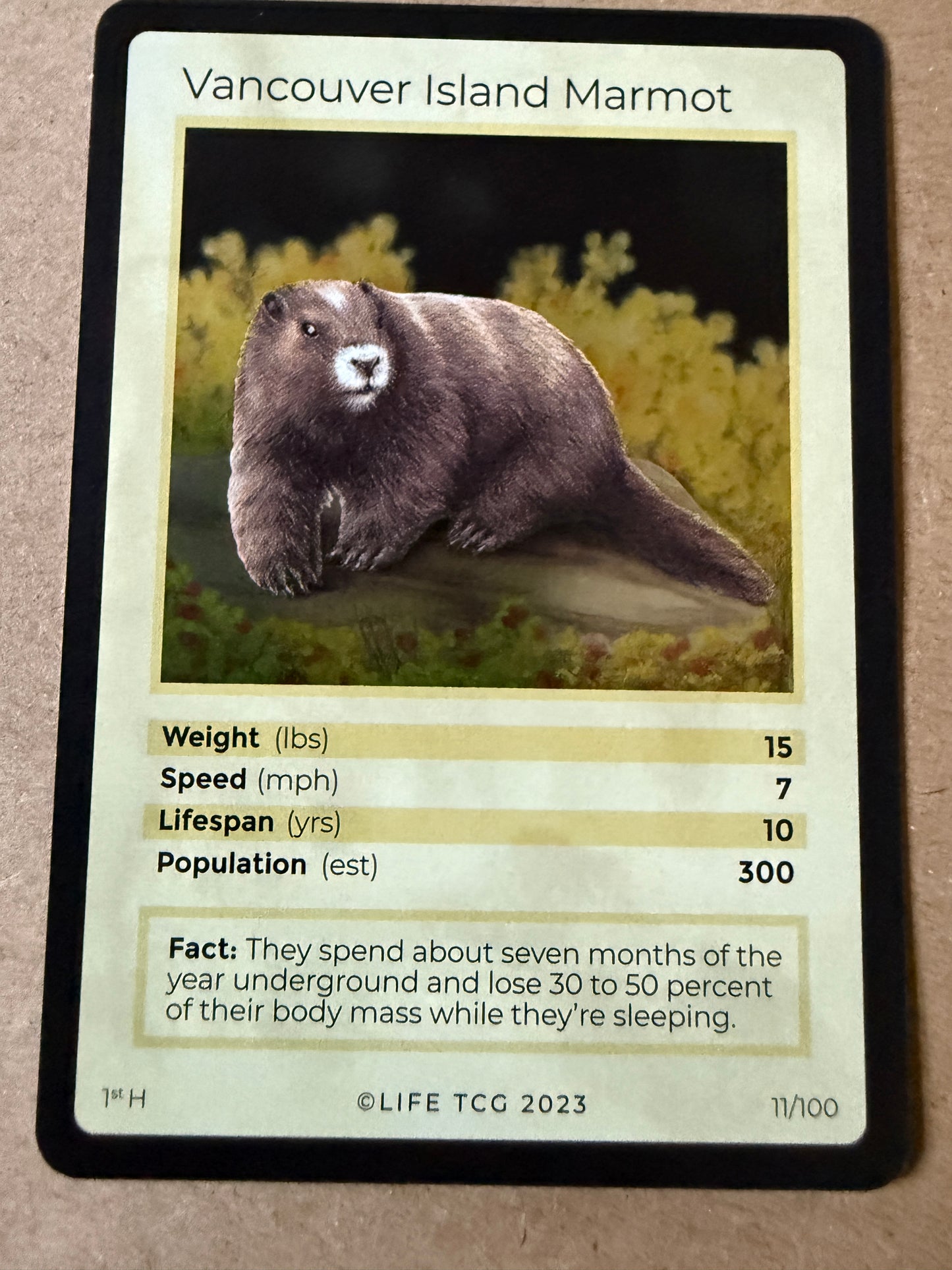 2023 LIFE TCG Mammals | Vancouver Island Marmot Holo 1st #11