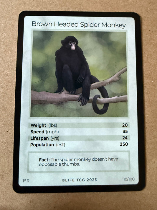2023 LIFE TCG Mammals | Brown Headed Spider Monkey 1st R #10
